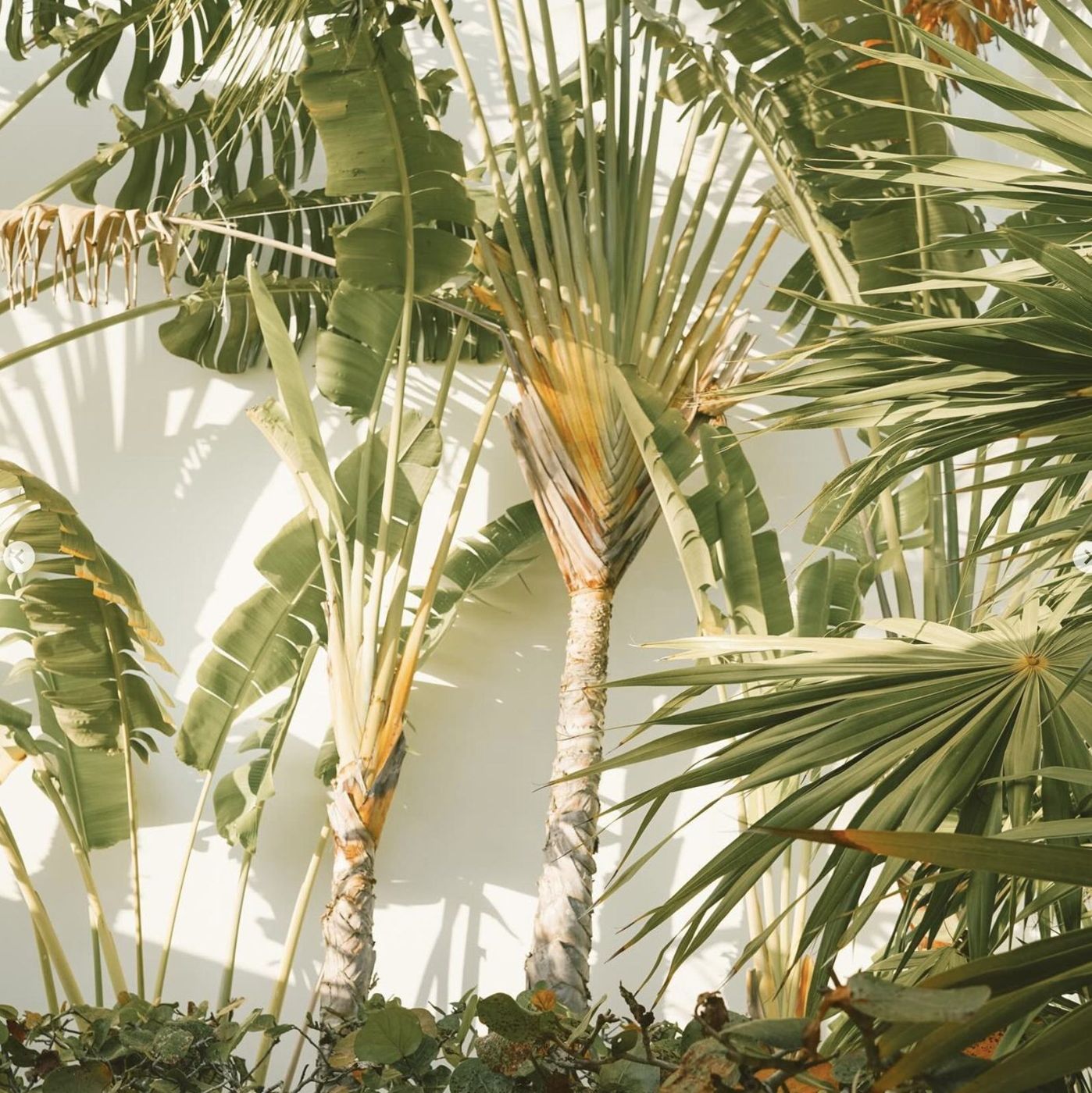 Sunlit palm fronds against a white wall